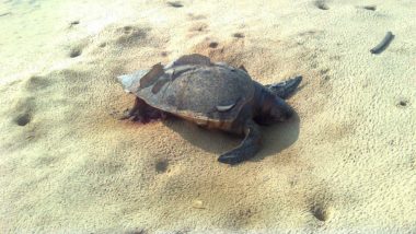 300 Endangered Olive Ridley Turtles Dead on Mexico Coast Due to Illegal Fishing