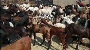 Uttar Pradesh Beastiality Case: Man Rapes Goat in Hamirpur, Registered for Unnatural Sex with Animal