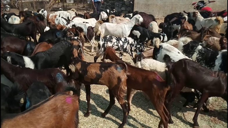 Bakra Eid 2020: Goats Being Bought, Sold Online in MP Amid COVID-19 Pandemic as Goat Mandi Not Set Up This Year