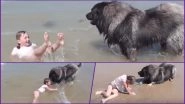 Cuteness Overloaded! Dog Drags Little Girl From the Ocean&rsquo;s Waves Thinking She Is in Trouble of Being Washed Away; Watch Video