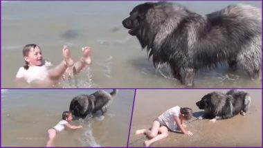 Cuteness Overloaded! Dog Drags Little Girl From the Ocean’s Waves Thinking She Is in Trouble of Being Washed Away; Watch Video