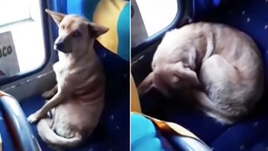 Bus Driver in Chile Allowed a Stray Dog to Ride in Bus Because it Was Cold, Watch Heart-warming Video!