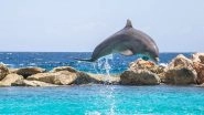 Sexually Frustrated Dolphin Named Zafar Has Caused Tourist Ban on a French Beach