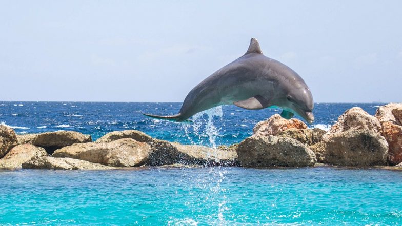 Sexually Frustrated Dolphin Named Zafar Has Caused Tourist Ban on a French Beach