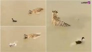 Duck Survives a Tiger Attack! This Viral Video Teaches Us How to Duck Problems Skilfully