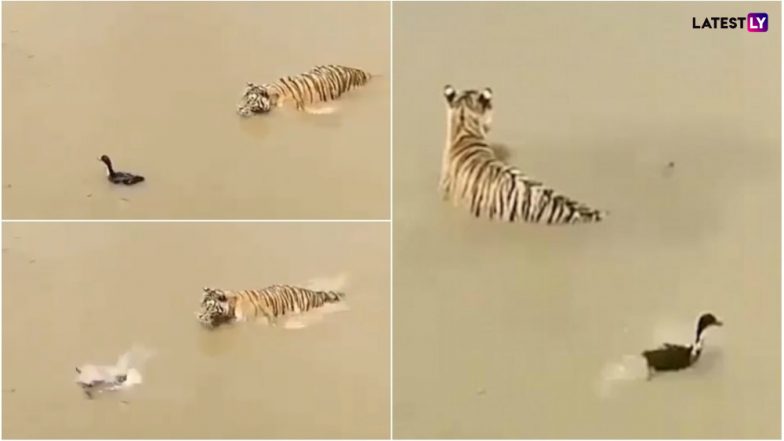 Duck Survives a Tiger Attack! This Viral Video Teaches Us How to Duck Problems Skilfully