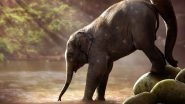 Elephants Don't Get Cancer! 'Zombie' Genes Protect The Animals From The Disease