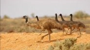 Drought in Australia Leads to Emu Invasion in Some Cities