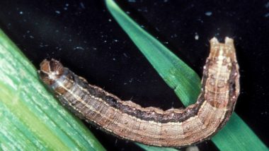 Fall Armyworm Will Threaten Food Security and Livelihoods of Farmers in Asia and China After Destroying Crops in Africa