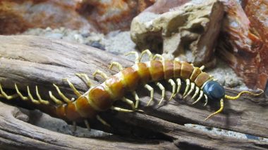 Mother and Son Eat Raw Centipedes and Develop Deadly Meningitis