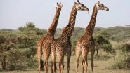 Giraffe Parts on Sale! 40,000 Products Approximately Worth 4,000 Giraffe Deaths Have Been Imported Legally in US