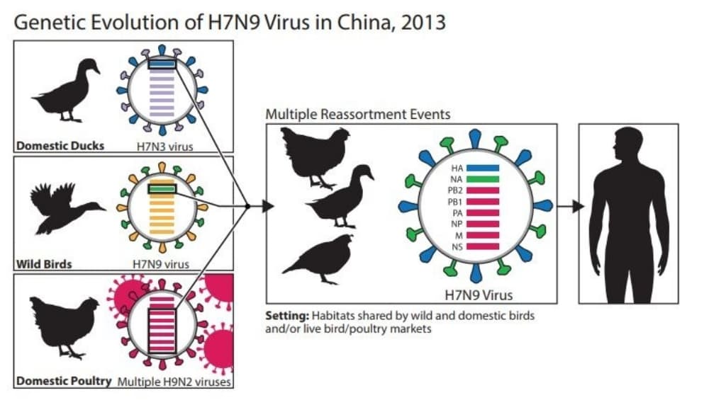 China Has Withheld Samples of Bird Flu From the World for a Year, a