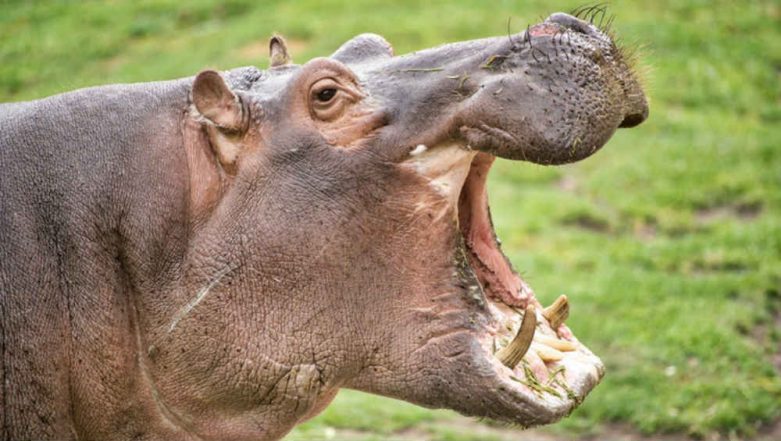 Hippo Kills Chinese Tourist at Lake Naivasha in Kenya | 🌎 LatestLY