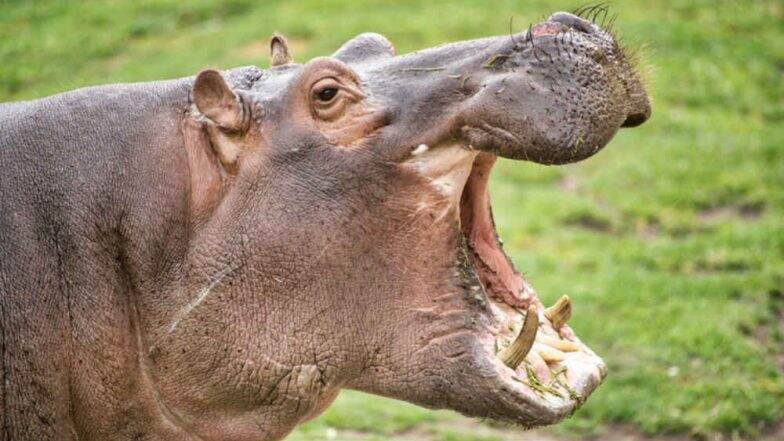 KWS shoots dead hippo that killed Chinese tourist in Lake Naivasha