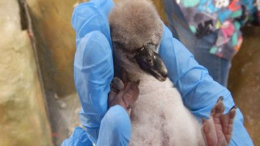 Baby Humboldt Penguin Born On August 15 Dies At Byculla Zoo in Mumbai