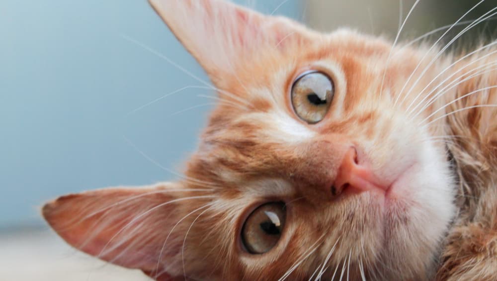 Beautiful ginger kitty Beautiful ginger kitty