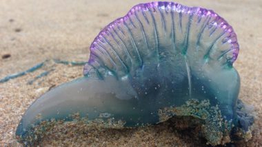 Blue Bottle Jellyfishes Injure Many at Mumbai Beaches