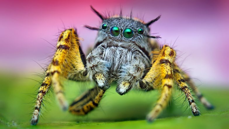 Jumping Spiders Which Can Leap 6ft Found For The First Time In UK