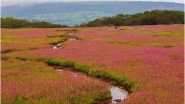 Kaas Plateau 2018 Best Time To Visit: Here's Why You Should See Maharashtra's Valley of Flowers, View Beautiful Pics!
