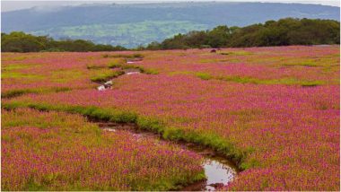 Kaas Plateau 2018 Best Time To Visit: Here's Why You Should See Maharashtra's Valley of Flowers, View Beautiful Pics!