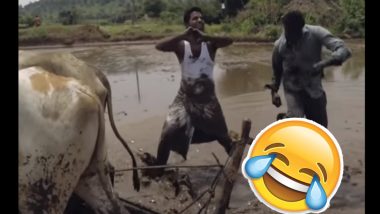 Kiki Challenge on Bullock Plough! Video of Rural Telangana Men Performing The Challenge On The Paddy Fields Will Make Your Weekend