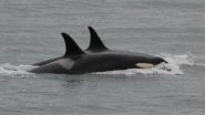 Mother Orca Ends Her Tour of Grief! Releases Dead Calf&rsquo;s Body After 17 Days of Mourn