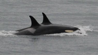 Mother Orca Ends Her Tour of Grief! Releases Dead Calf’s Body After 17 Days of Mourn