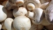 Consumption of Sun-exposed Oyster Mushrooms Helpful for Tuberculosis Patients: Study