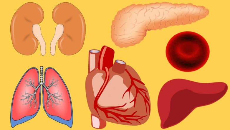 Pune: Brain-Dead Woman Gives New Life to Three by Donating Liver and Kidneys Pune: Brain-Dead Woman Gives New Life to Three by Donating Liver and Kidneys