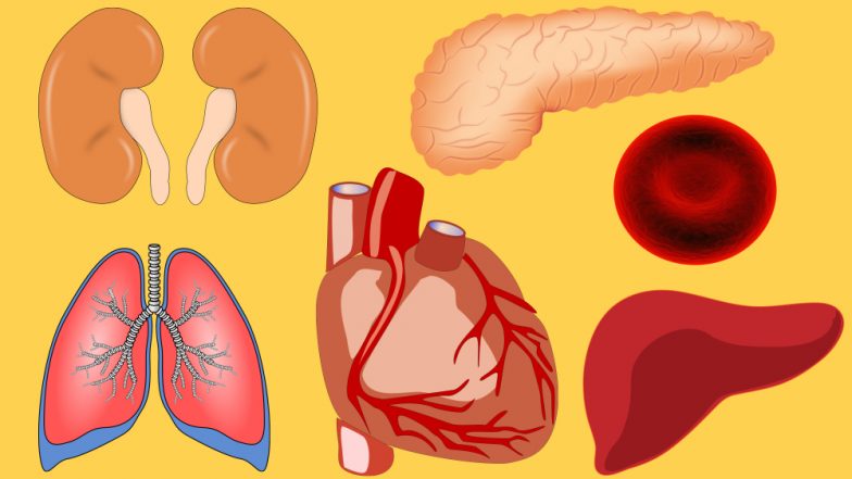 Pune: Brain-Dead Woman Gives New Life to Three by Donating Liver and Kidneys