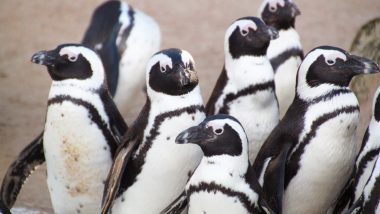 Penguins Are Disappearing! 90% of The Largest Colony Shrunk in 3 Decades Reveals New Study