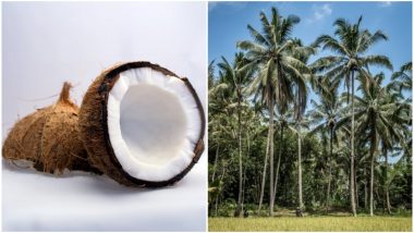 World Coconut Day 2018 Date & Theme: Know How Coconut Is 'Good for Health, Wealth & Wellness'