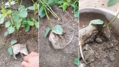 Soya Plant Grows Out of Live Rat in Madhya Pradesh: Watch Viral Video