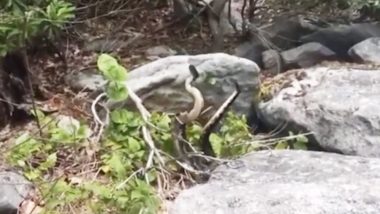 Rattlesnake Dancing! Check The Rare Combat Dance Video of Two Deadly Snakes in Virginia