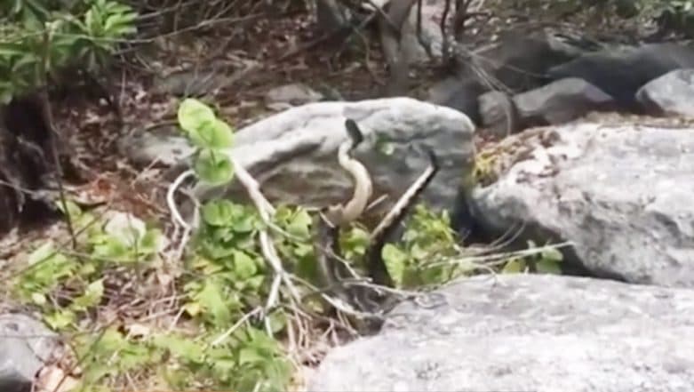 Rattlesnake Dancing! Check The Rare Combat Dance Video of Two Deadly Snakes in Virginia Rattlesnake Dancing! Check The Rare Combat Dance Video of Two Deadly Snakes in Virginia