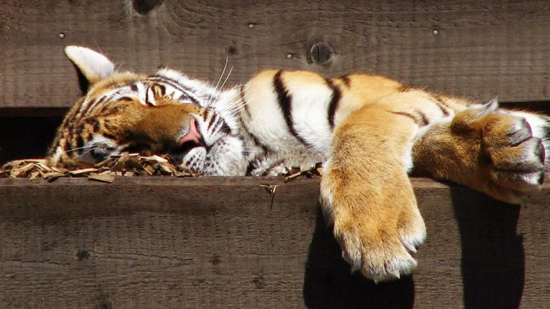 Tiger at SGNP Undergoes Lip Surgery For Tumour, Now Recovering