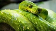 Gujarat Snake Lovers' Club App Educates You About Snakes and Also Connects Rescuers