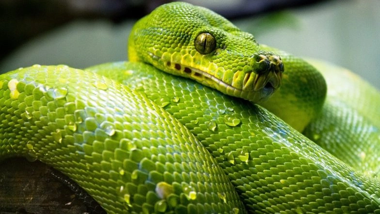 Gujarat Snake Lovers' Club App Educates You About Snakes and Also Connects Rescuers