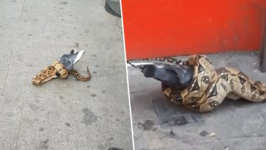 Snake Filmed While Eating a Pigeon on Streets in London, Watch Video