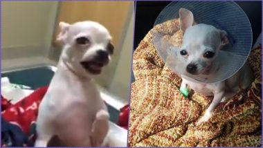 Chihuahua Accidentally Consumed Marijuana Edible! Video of Stoned Dog Goes Viral