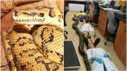 'Super Snakes' in Florida Are a Result of Cross-Breeding With Indian Pythons, Says Study
