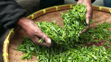 Arunachal Pradesh’s Tea Variety ‘Golden Needles’ Sold at World Record Rs. 40,000/Kg at Guwahati Auction Centre