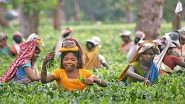 Siliguri Tea Planters Call For Three-Day Strike Demanding Hike In Daily Wages