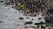 Faroe Islands&rsquo; Annual Tradition of Whaling Draws Storm on Social Media (Warning: Disturbing Images)