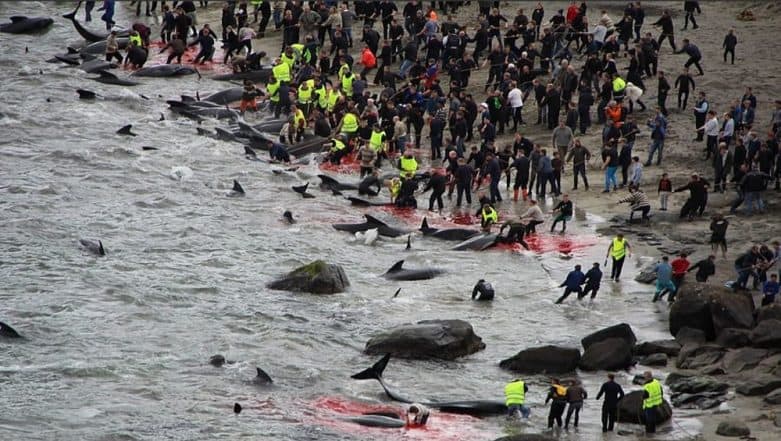 Faroe Islands’ Annual Tradition of Whaling Draws Storm on Social Media