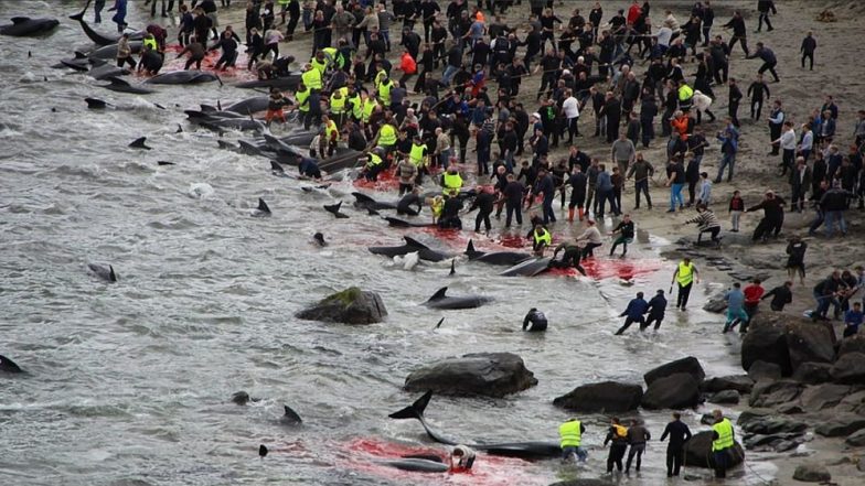 Faroe Islands’ Annual Tradition of Whaling Draws Storm on Social Media (Warning: Disturbing Images)