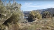 Spider Explosion in Greek Town of Aitoliko Has Coated Everything in a 1,000-Foot Web (Watch Video)