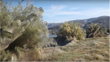 Spider Explosion in Greek Town of Aitoliko Has Coated Everything in a 1,000-Foot Web (Watch Video)
