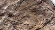 Scientists Identify 558 Million-Year-Old Fossil Identified Dickinsonia as Oldest Known Animal