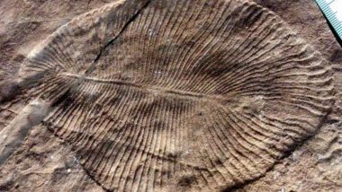 Scientists Identify 558 Million-Year-Old Fossil Identified Dickinsonia as Oldest Known Animal